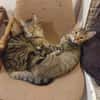 Tina & Tino Schmusetiger suchen Familie