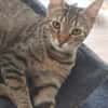 Tina & Tino Schmusetiger suchen Familie