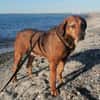 Reina in 01640 Coswig