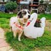 Kokonimix Snoopy