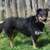 BETTI