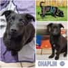 CHAPLIN -rundum tolles Hundekind-