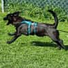 CHAPLIN -rundum tolles Hundekind-