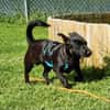 CHAPLIN -rundum tolles Hundekind-