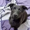 CHAPLIN -rundum tolles Hundekind-