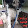 CINTIA  sucht liebevolles Zuhause