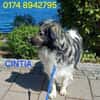 CINTIA  sucht liebevolles Zuhause