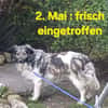 CINTIA  sucht liebevolles Zuhause
