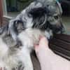 CINTIA  sucht liebevolles Zuhause