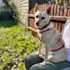 Die liebe Frieda sucht ihr Zuhause