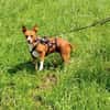 LENORE DOVE SUCHT GENAU DICH!