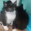 TOOTSIE (PROMIS)