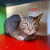 UGO