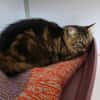 Myrtille