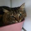 Myrtille
