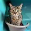Bergamotte