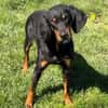 Woogy CAA15290