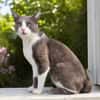 Diesel [FIV+]