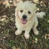 Loulou Bouille d'amour