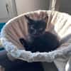 LOUISE CHATONNE NOIR ANGORA