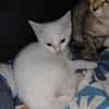 ANGEL CHATON BLANC
