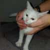 TAIKA CHATON BLANC