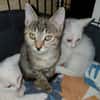 FELIS CHATONNE TIGRE