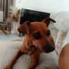 Roxy la coquine