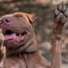 Pollux, mâle croisé Shar Pei, né le 03/06/2024 🐶