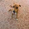 Frisky, Mâle, X Berger, né le 01/04/2025 🐶