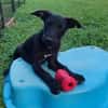 Éclipse, femelle, X Berger, née le 13/02/2026