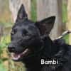 BAMBI