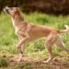 Bonnie - Rohdiamant sucht Zuhause