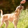 Bonnie - Rohdiamant sucht Zuhause
