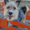 Rocky - auch Seniorengeeignet