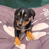 Leo ein kleiner Dackel Pinscher mix