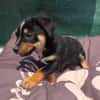 Leo ein kleiner Dackel Pinscher mix