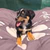 Leo ein kleiner Dackel Pinscher mix