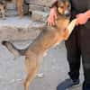 ♥Dave♥ wartet schon in 68809 Neulussheim