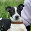 🐾 Elfi  kleine Terriermix-Welpin