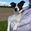 🐾 Elfi  kleine Terriermix-Welpin