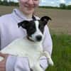 🐾 Elfi  kleine Terriermix-Welpin