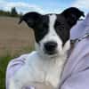 🐾 Elfi  kleine Terriermix-Welpin