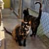 Verspielte, scheue  Katzen Tulip & Rose
