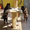 Verspielte, scheue  Katzen Tulip & Rose