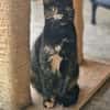 Verspielte, scheue  Katzen Tulip & Rose