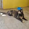 Verspielte, scheue  Katzen Tulip & Rose