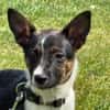 🐾 Ella  kleine, freundliche Welpin