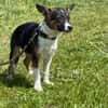 🐾 Ella  kleine, freundliche Welpin