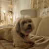 Louie - ein Hund zum Verlieben